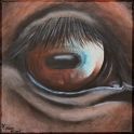 Augenblick eines Pferdes; Acryl auf Leinwand;
30 x 30 cm